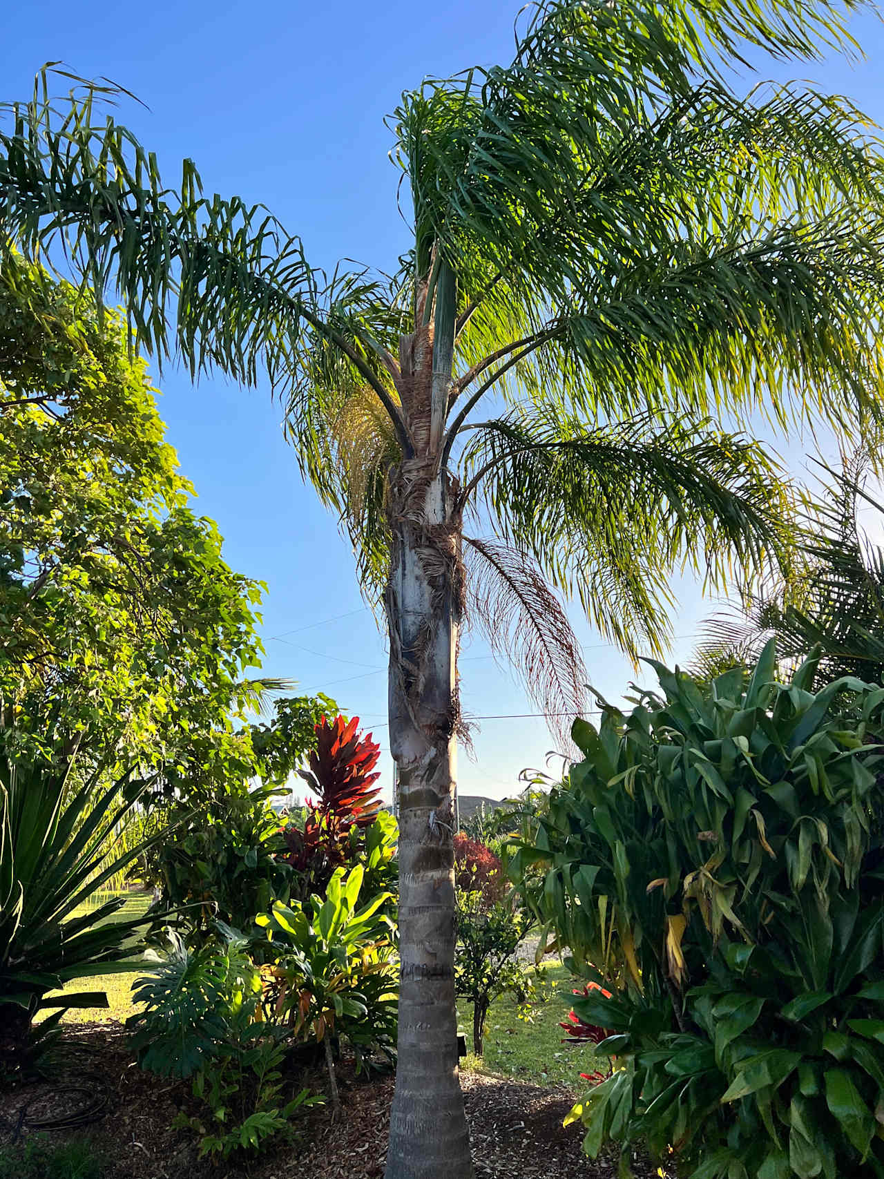 Northshore Experience