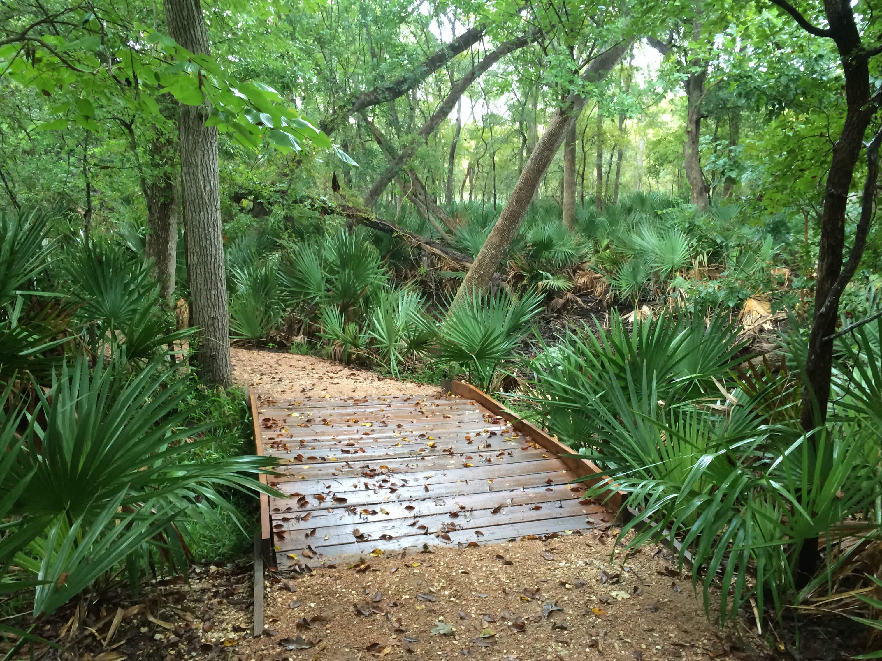 Palmetto Interpretive Trail