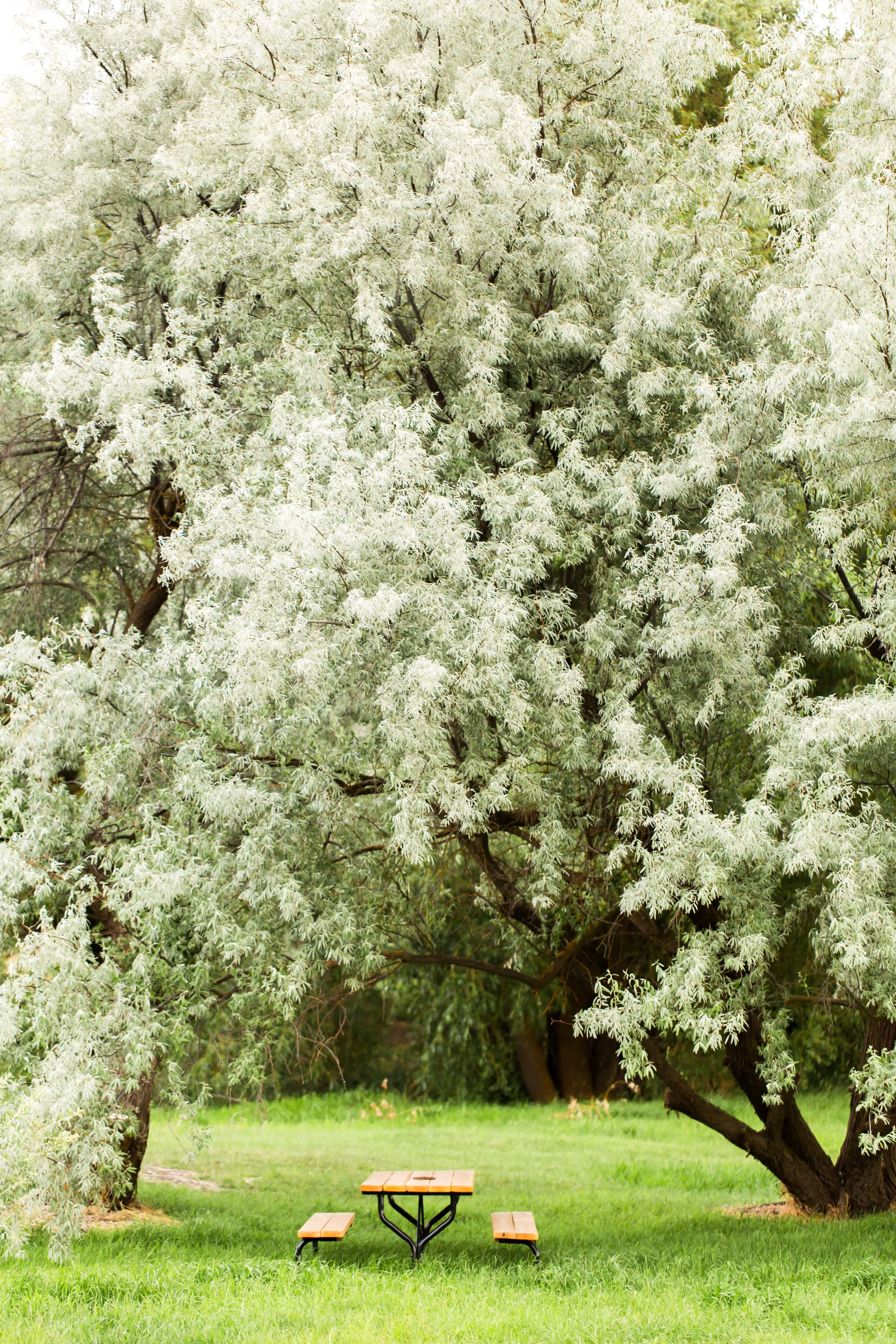Russian Olive trees